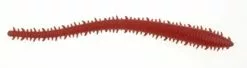 BERKLEY GULP SANDWORM LURE 6 INCH - Bloody