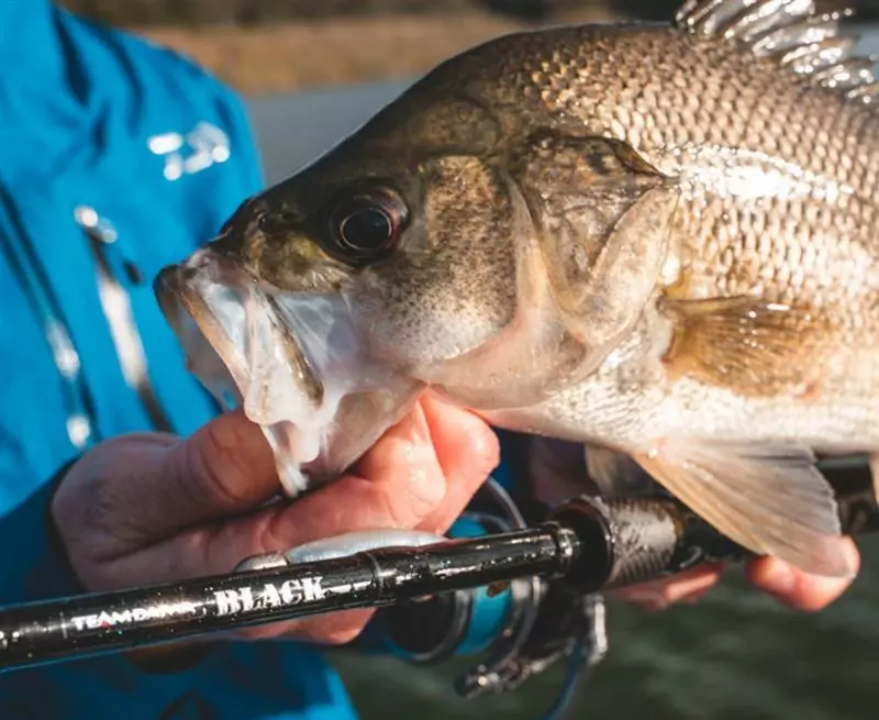 DAIWA TD BLACK MOTHER 792XXH-SB SWIMBAIT ROD - Image 3