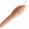 ECOGEAR AQUA BREAM PRAWN LURE 40mm - King Prawn AU01